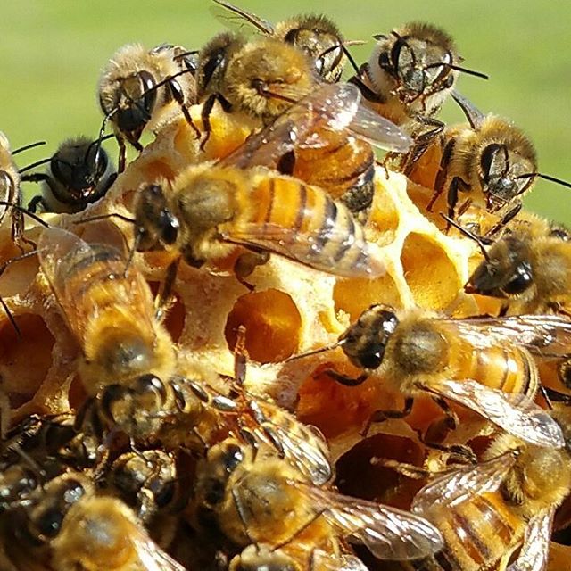 nhận biết các loại mật ong trên thị trường để lựa chọn mật ong nguyên chất tốt nhất 
