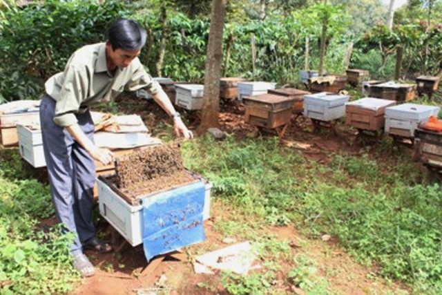 mật ong nuôi để trong rừng và các loại mật ong trên thị trường hiện nay 