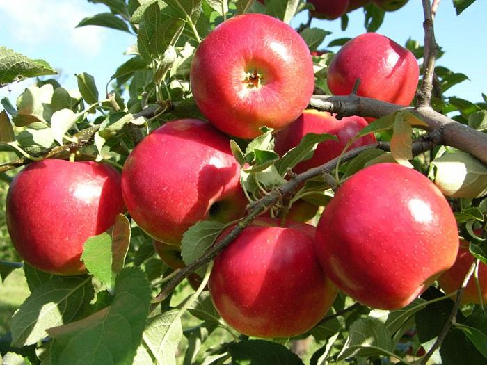 cách giảm mỡ bụng hiệu quả với táo